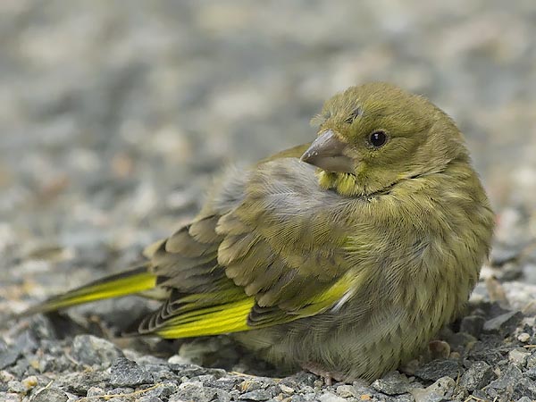Viherpeippo, European Greenfinch, Carduelis chloris